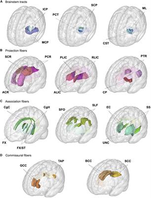 Age-Related Variations in Regional White Matter Volumetry and Microstructure During the Post-adolescence Period: A Cross-Sectional Study of a Cohort of 1,713 University Students